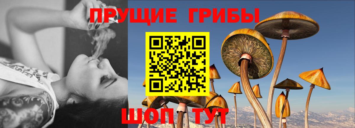 Галлюциногенные грибы Psilocybine cubensis Гагарин